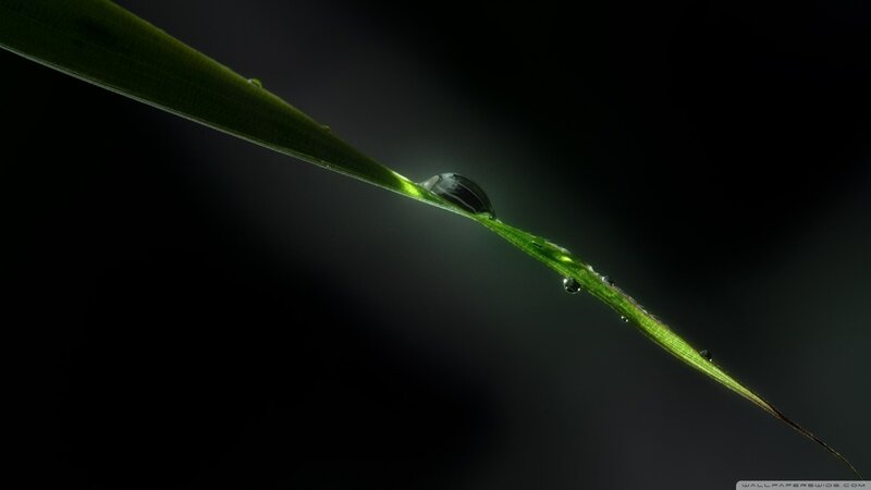Green Leaf with Water Droplet — Dramatic