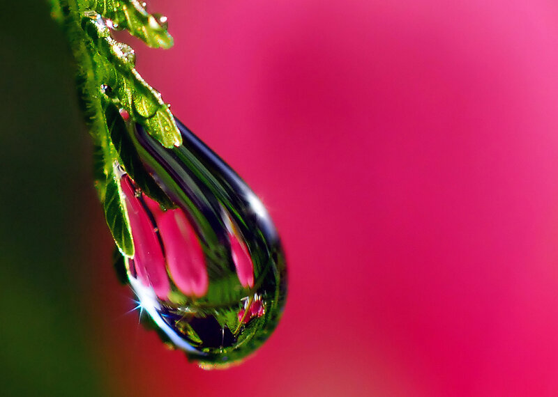 Green Leaf with Water Droplet — Pink
