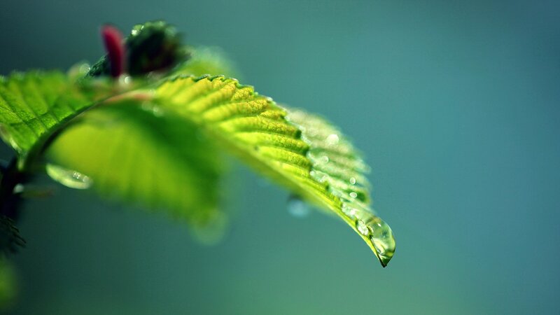 Green Leaf with Water Droplet — Serene, Bud