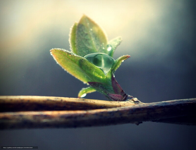 Green Leaf with Water Droplet — Serene, Morning, Photograph, Branch