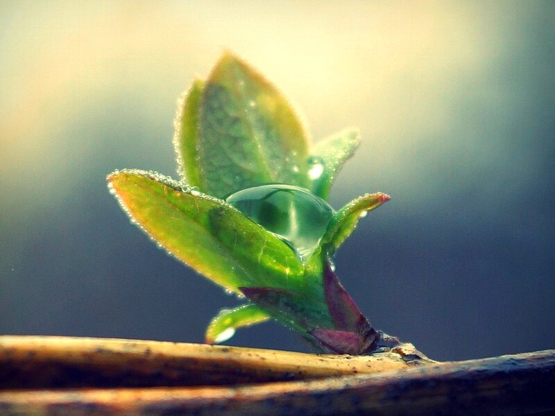 Green Leaf with Water Droplet — Serene, Morning, Photograph