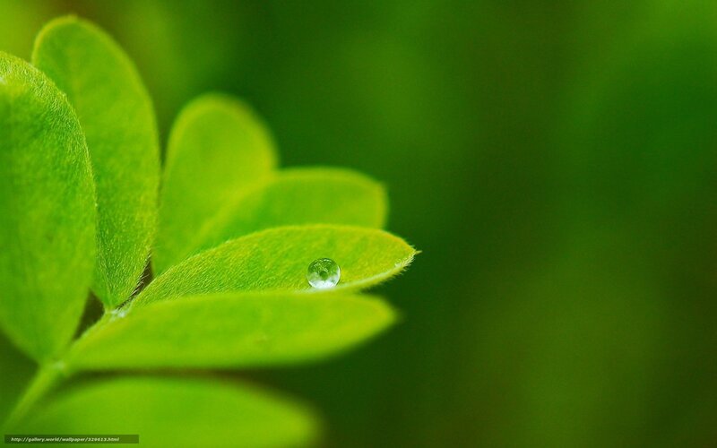 Green Leaf with Water Droplet — Serene, Morning, Photograph, Water Droplet, Stem