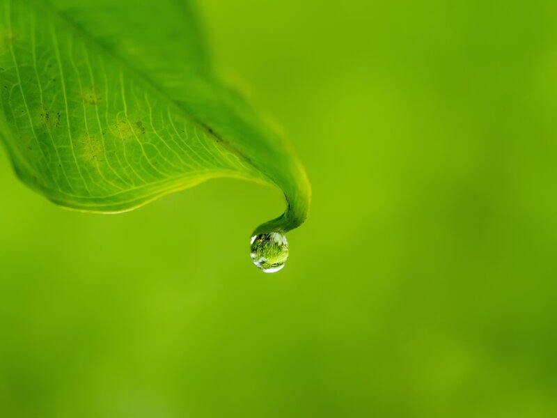Green Leaf with Water Droplet — Serene, Photograph, Background