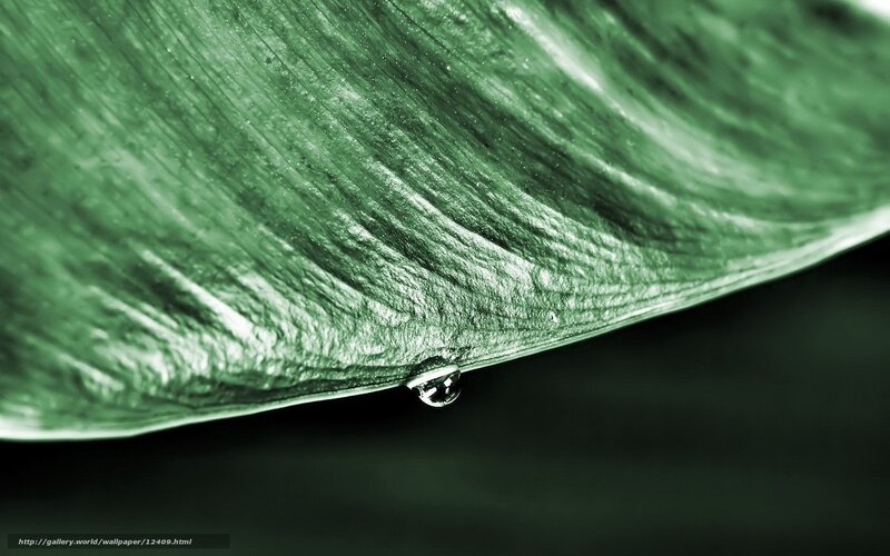 Green Leaf with Water Droplet — Serene, Photograph