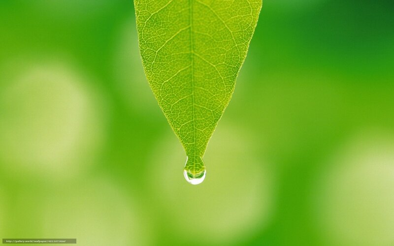 Green Leaf with Water Droplet — Serene, Photograph, Water Droplet, Background