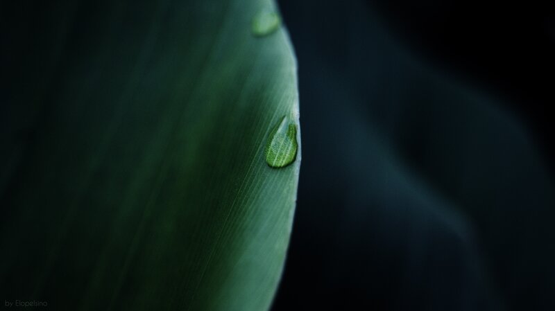 Green Leaf with Water Droplet — Serene, Photograph, Water Droplet, Black, by Elopelsino