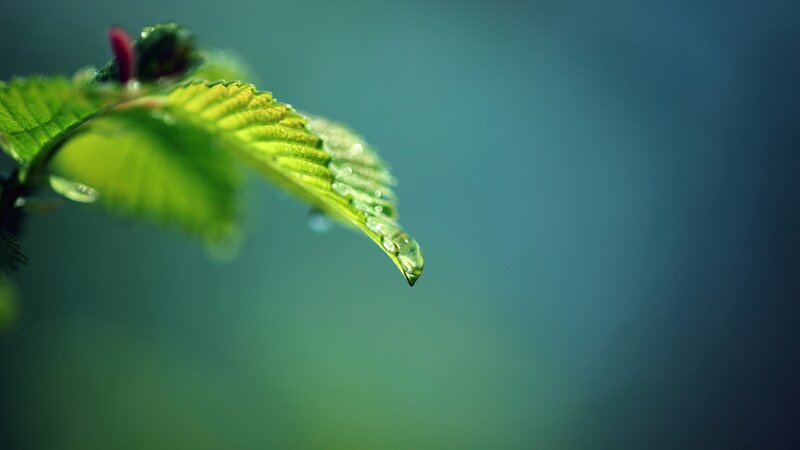 Green Leaf with Water Droplet — Serene, Photograph, Water Droplet, Bud