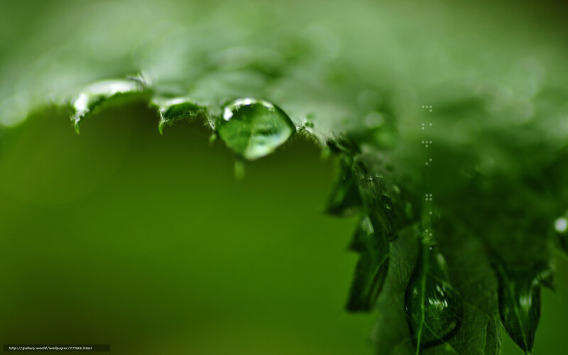 Green Leaf with Water Droplet — Serene, Photograph, Water Droplet