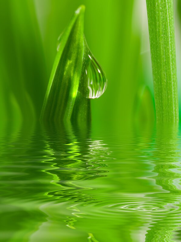 Green Leaf with Water Droplet — Serene, Photograph, Water Droplet, Water Surface