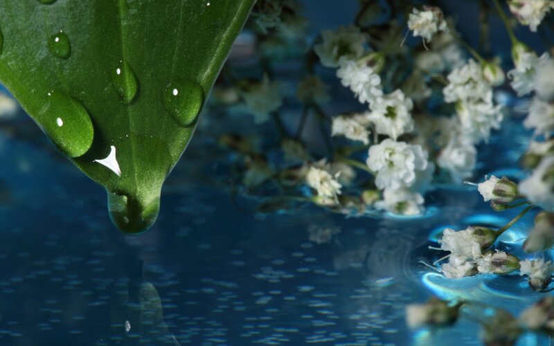 Green Leaf with Water Droplet — Serene, Photograph, White Flowers