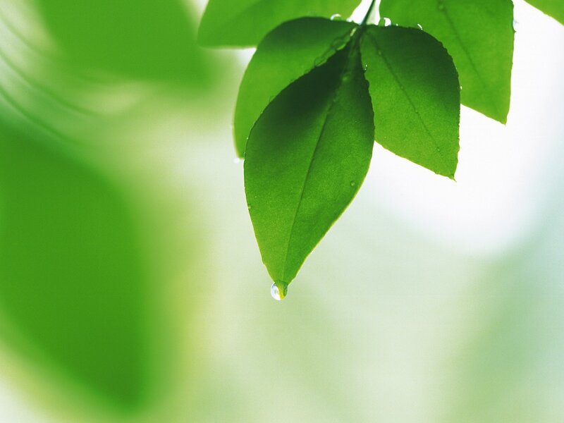 Green Leaf with Water Droplet — Serene, Sunlight