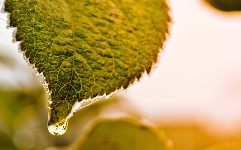 Green Leaf with Water Droplet — Serene, Sunset