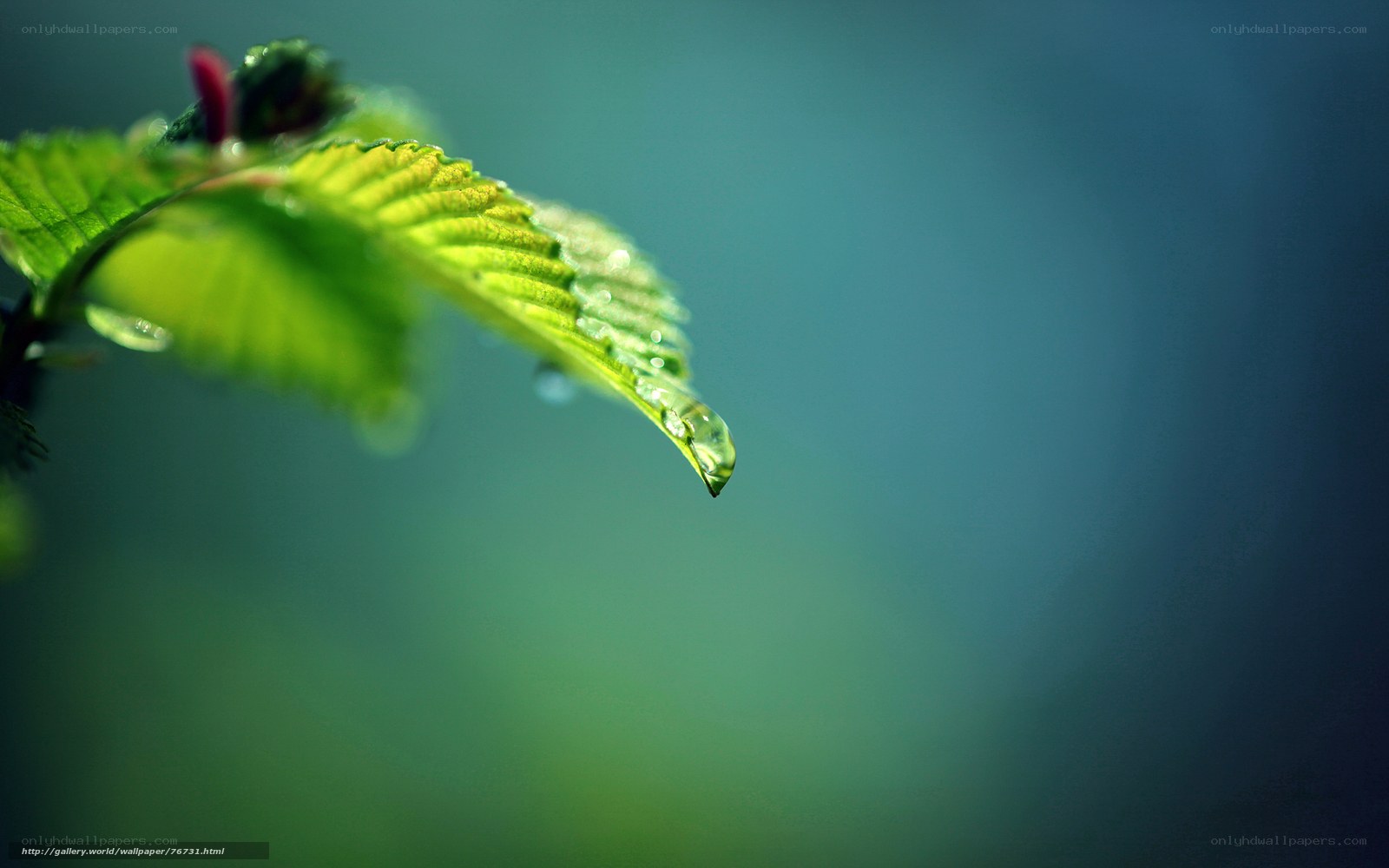 green leaf with water droplet