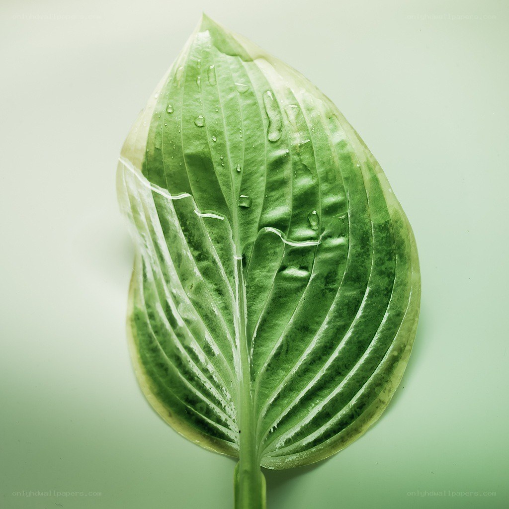 green leaf with water droplets