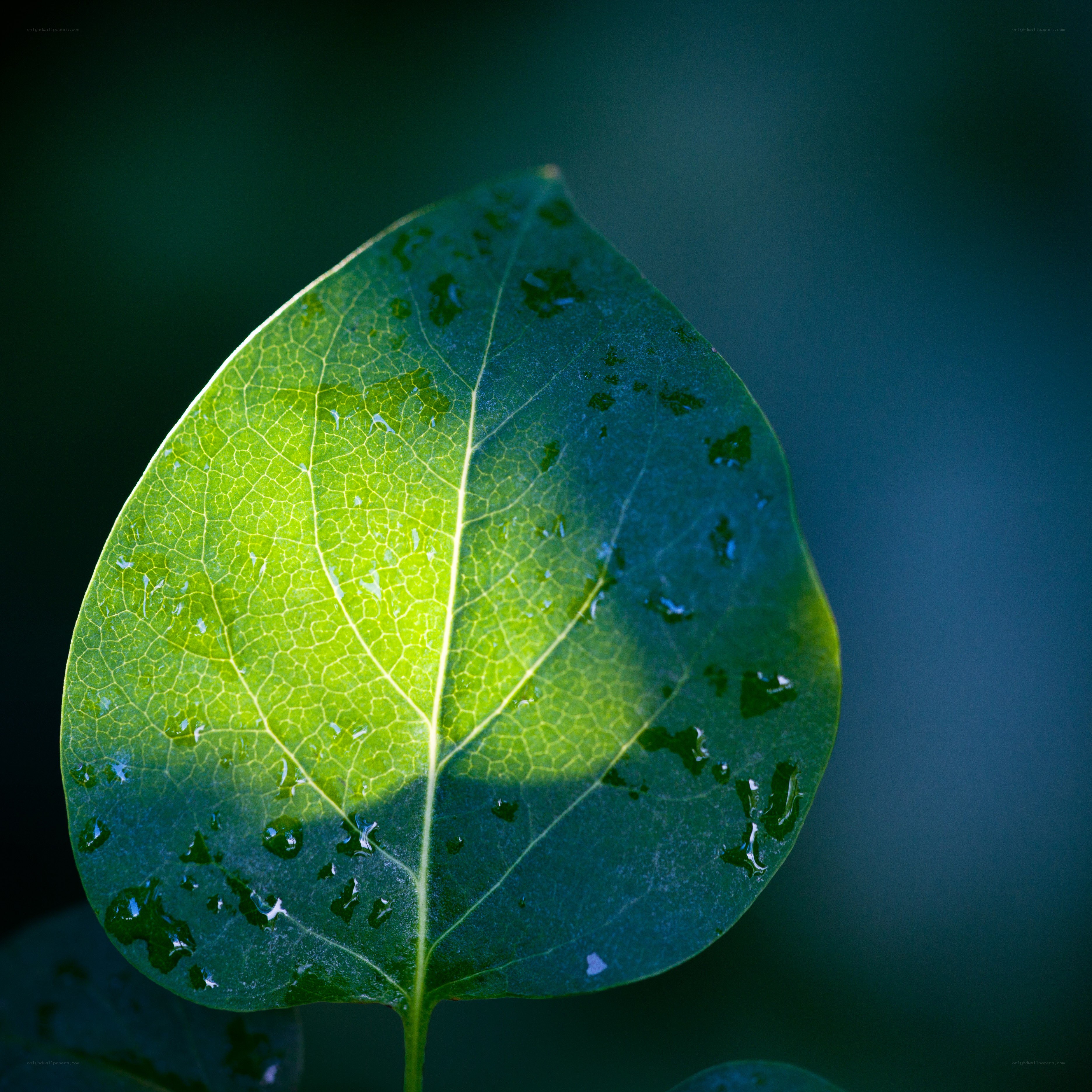 green leaf with water droplets