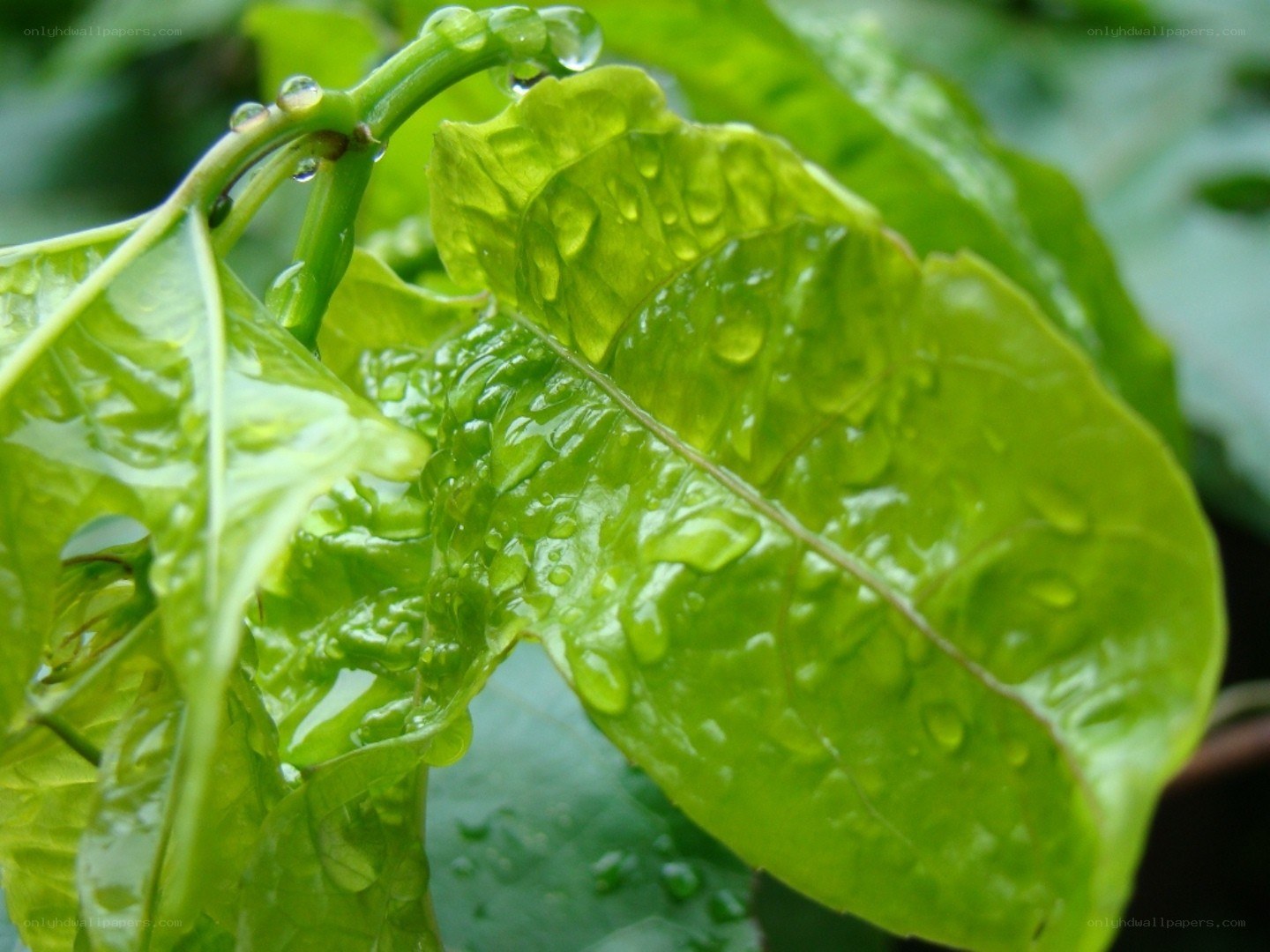 green leaf with water droplets