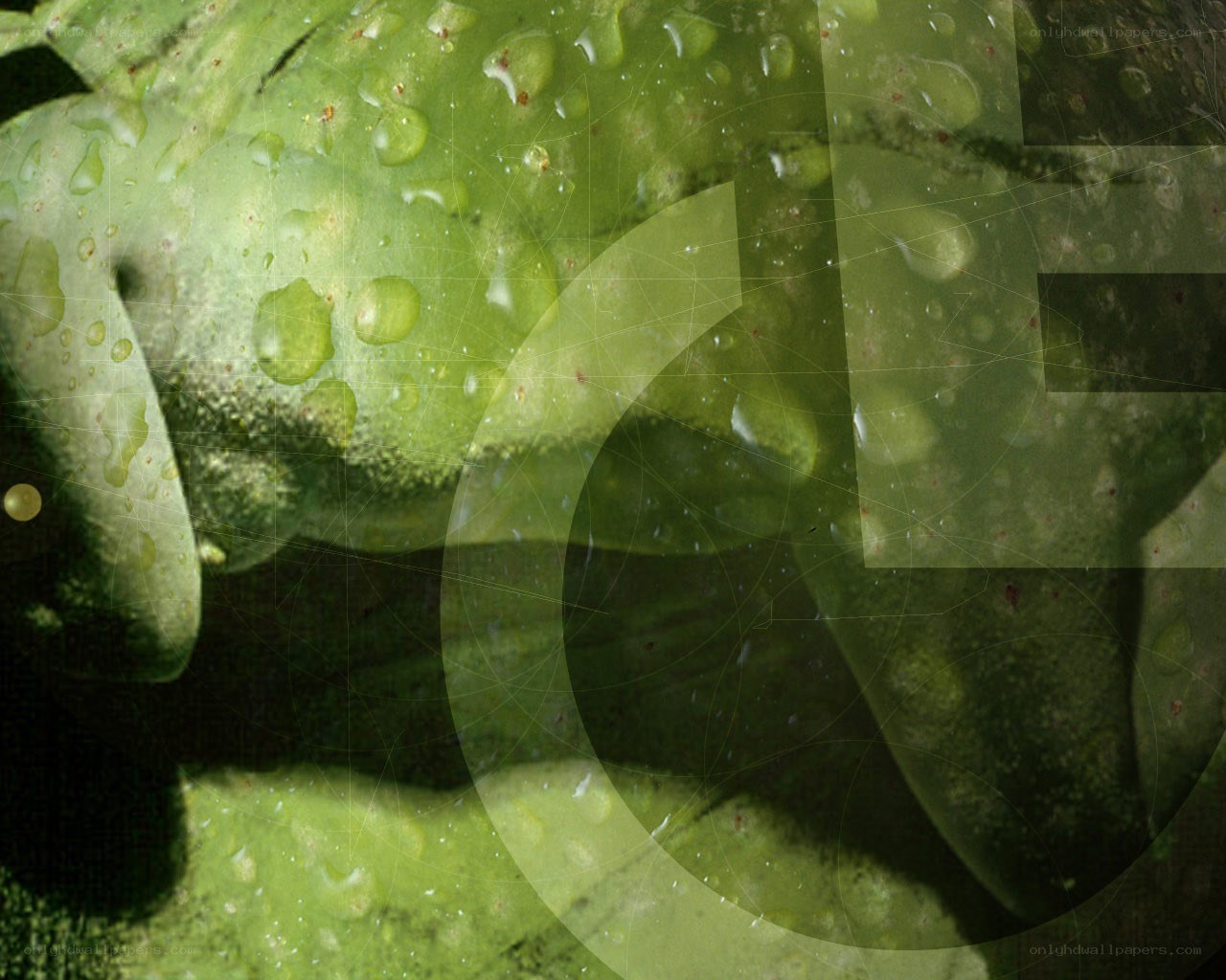 green leaf with water droplets