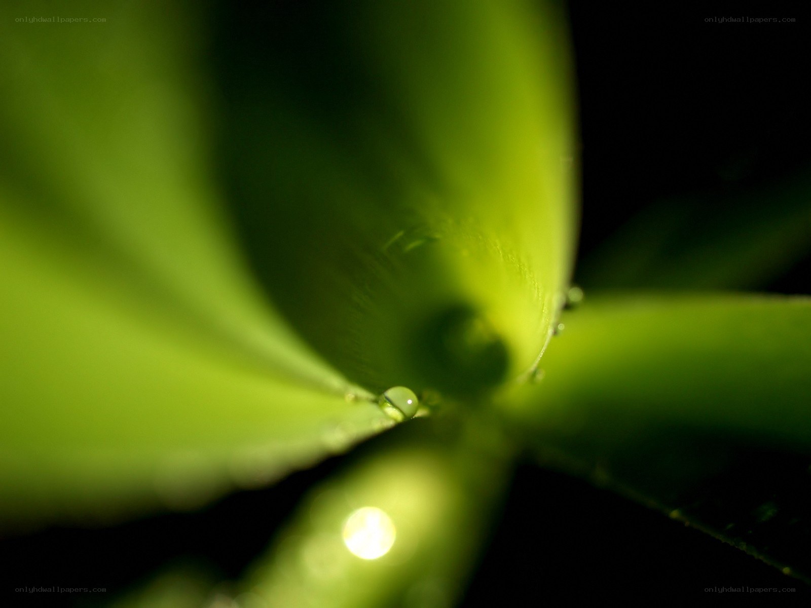 Green leaf with water droplets