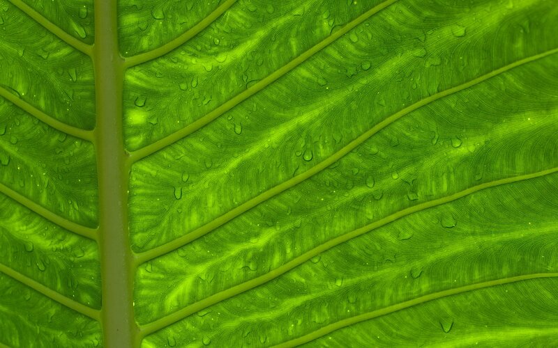 green leaf with water droplets