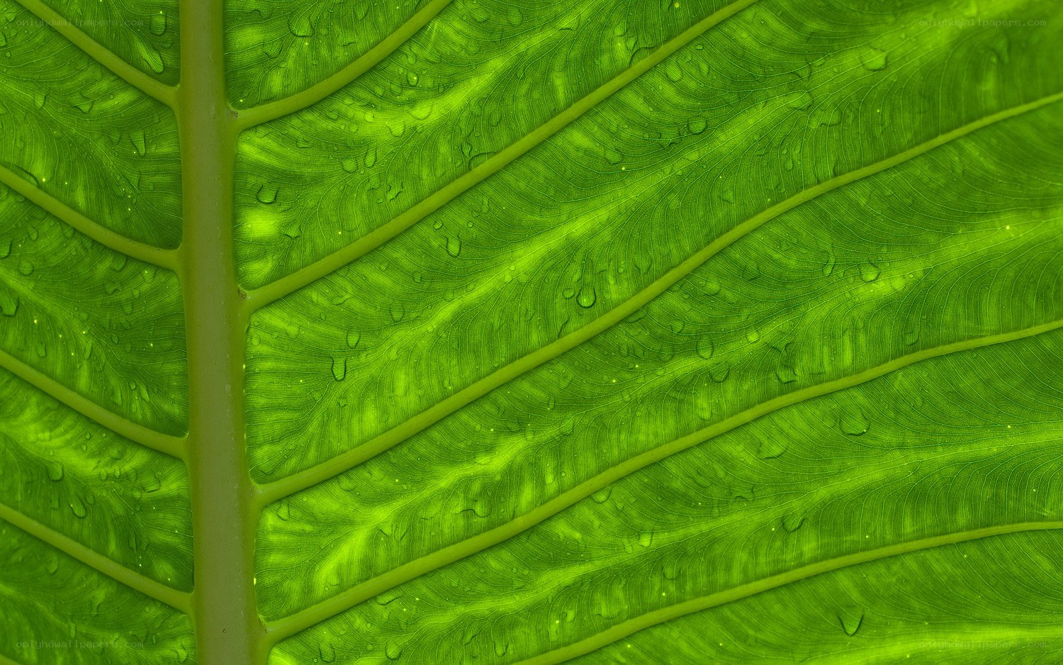 green leaf with water droplets