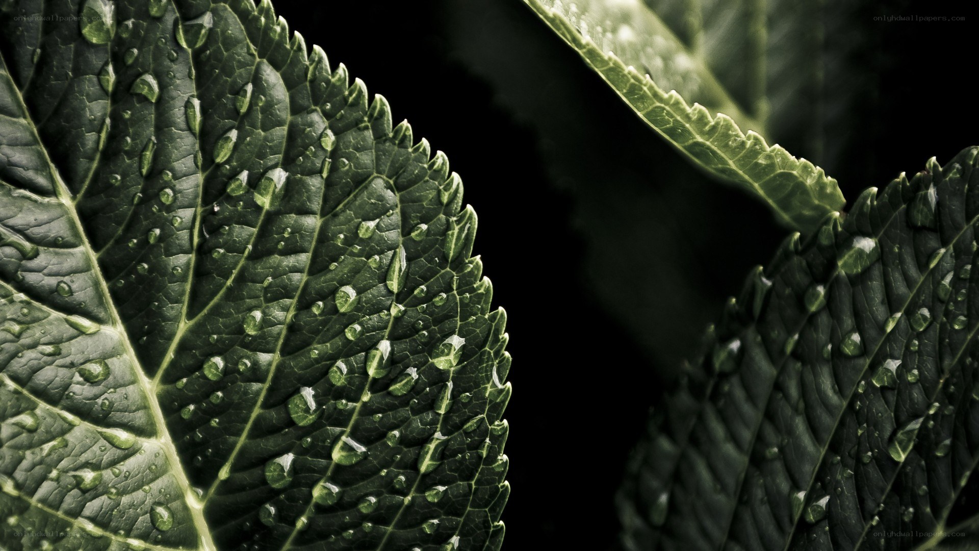 green leaf with water droplets