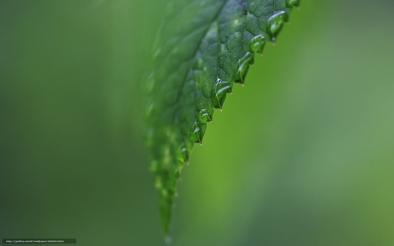 Green leaf with water droplets