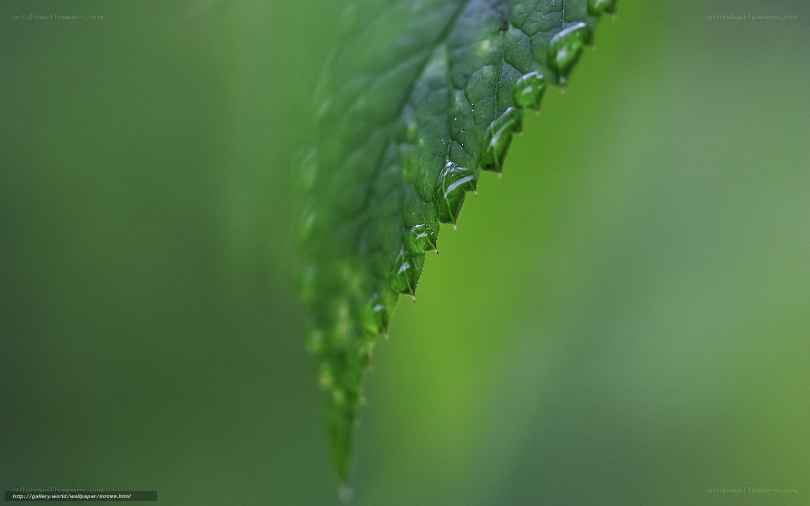 Green leaf with water droplets