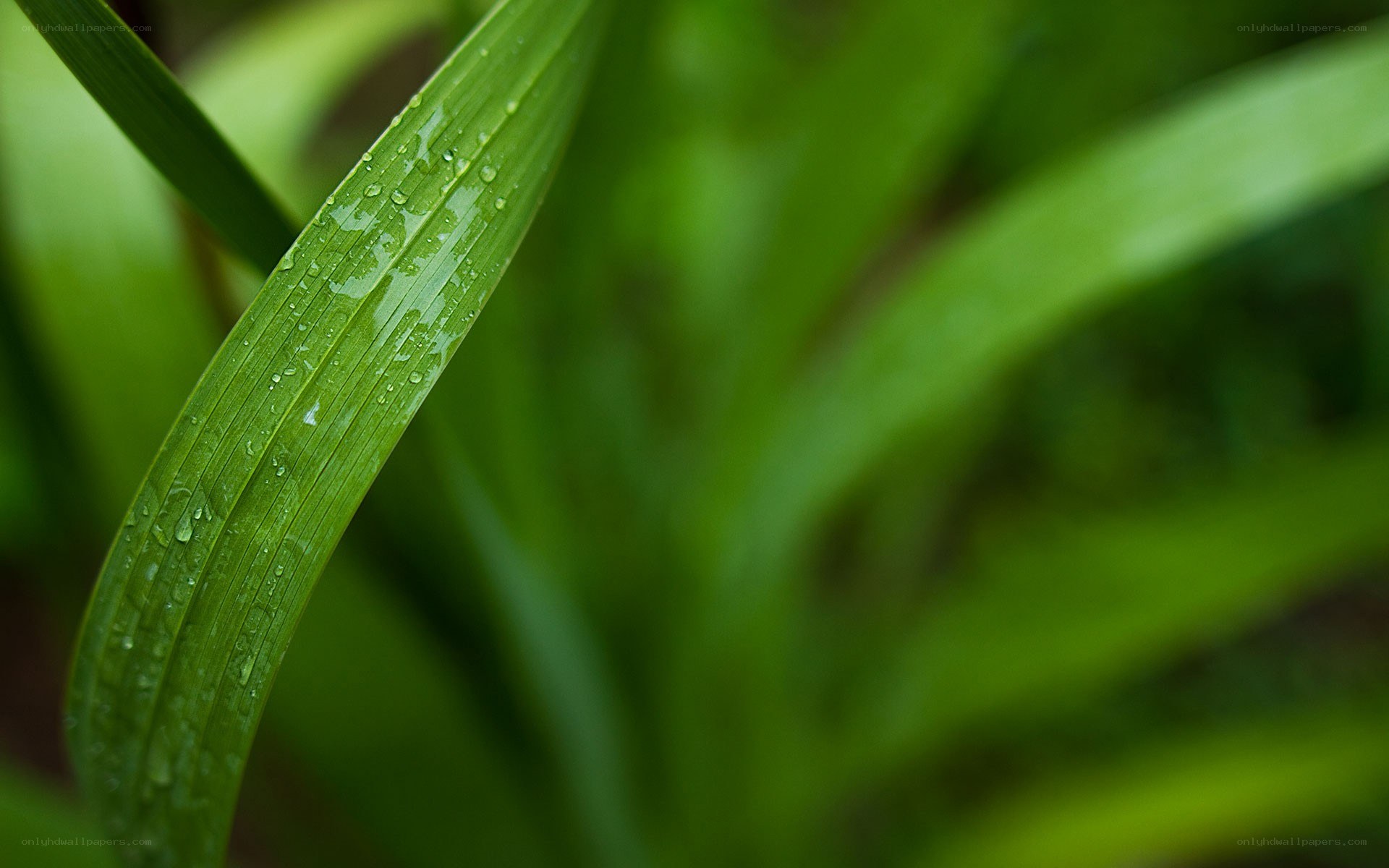 green leaf with water droplets