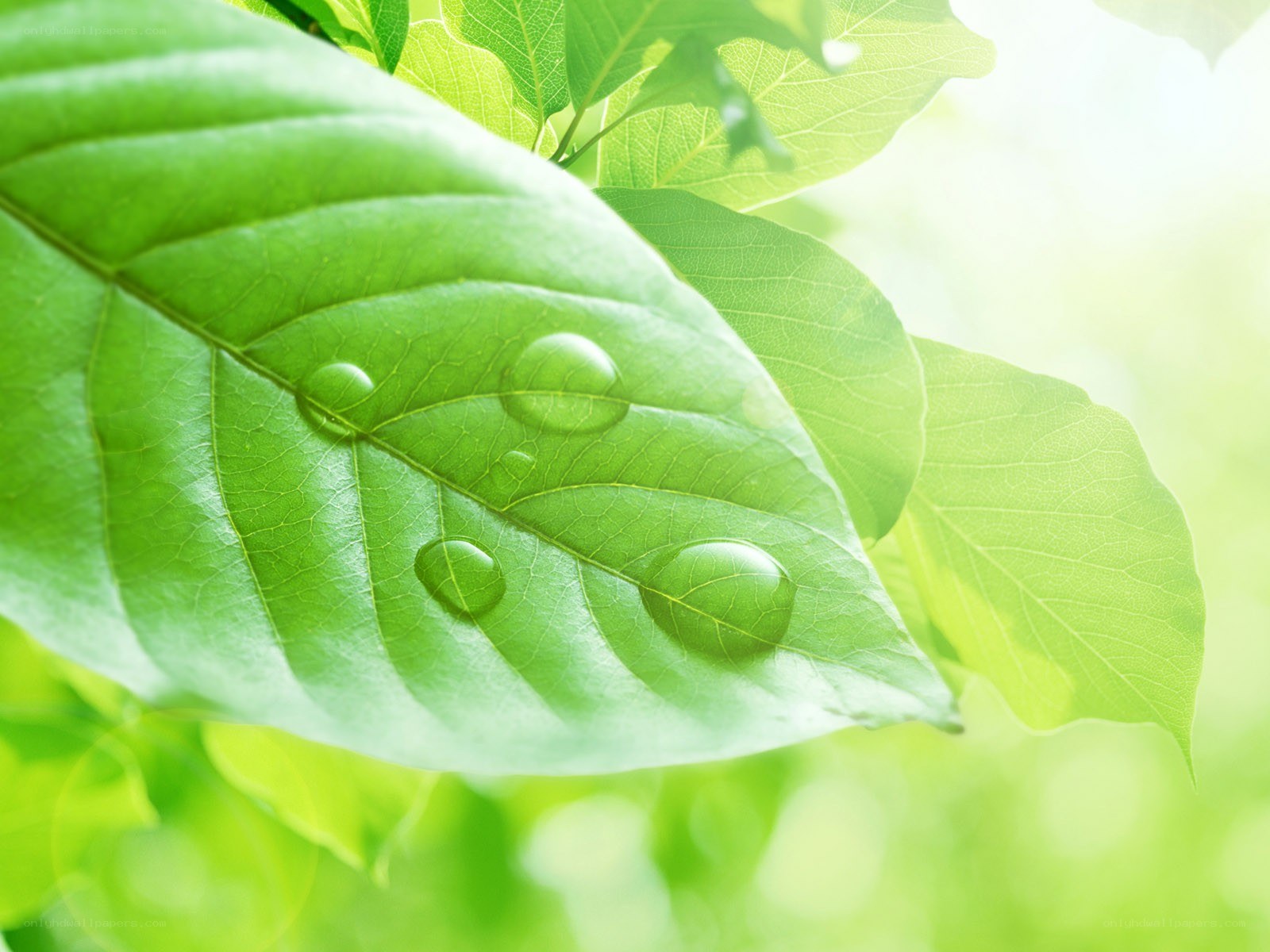 Green leaf with water droplets