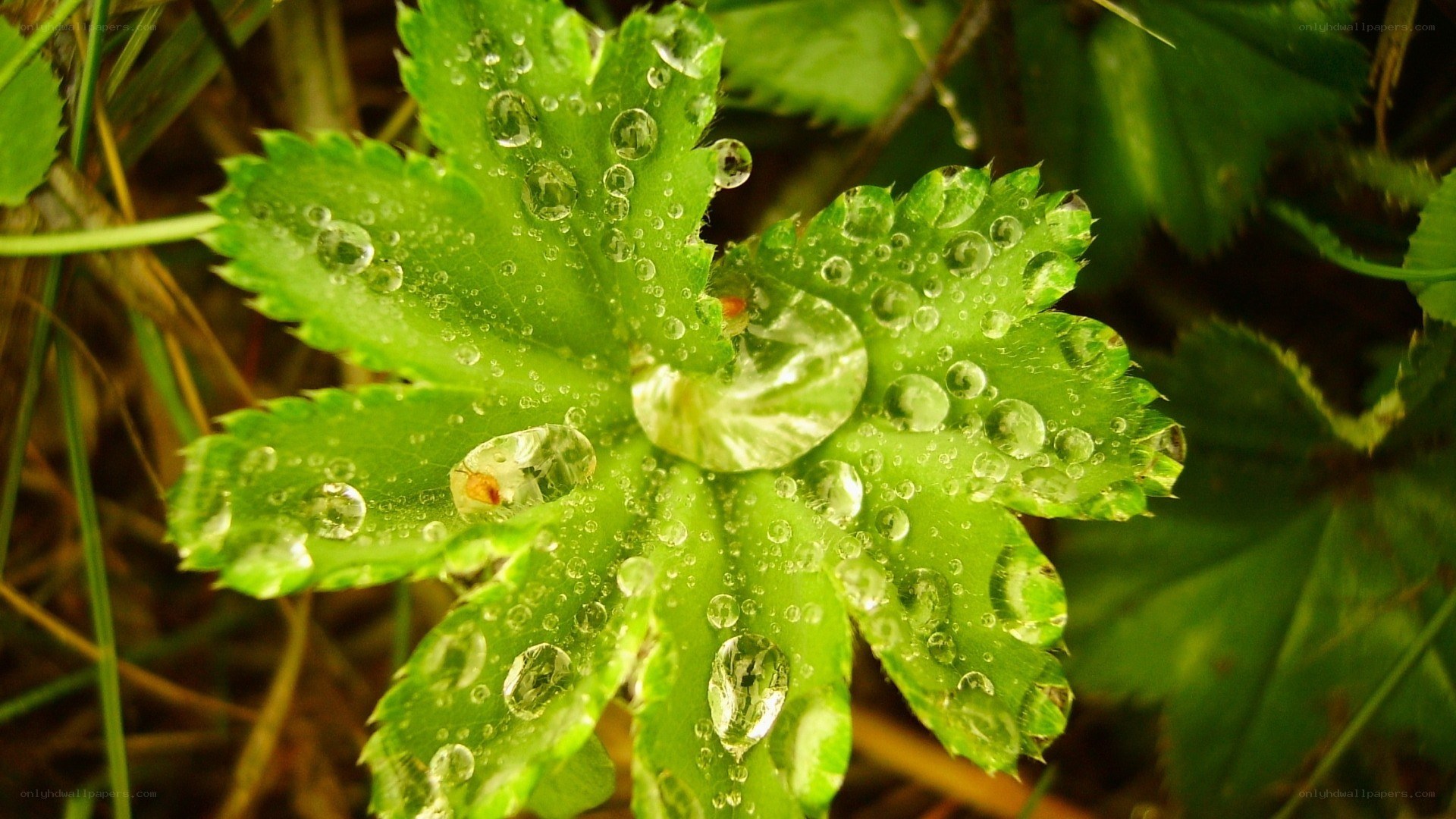 Green leaf with water droplets
