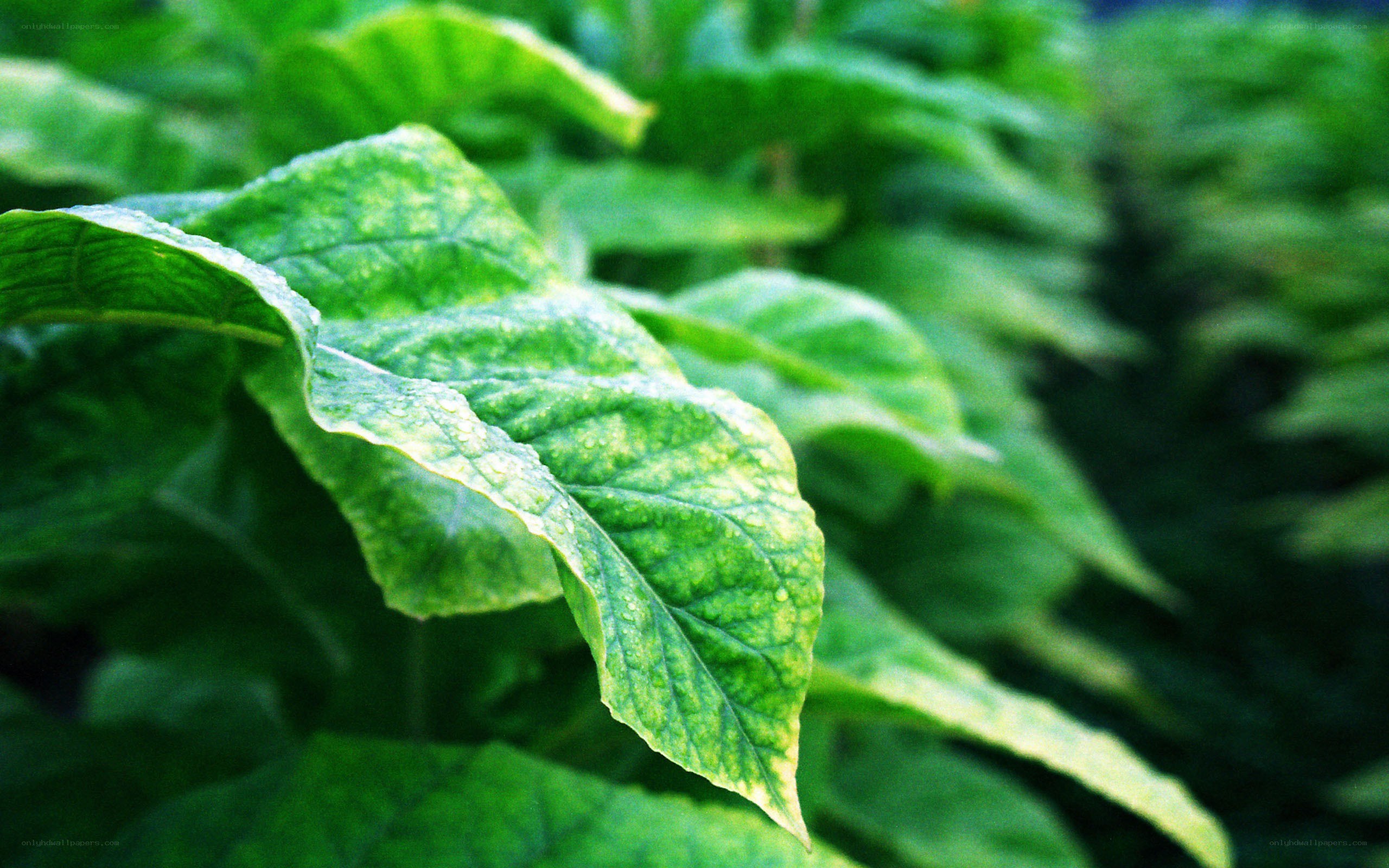 green leaf with water droplets