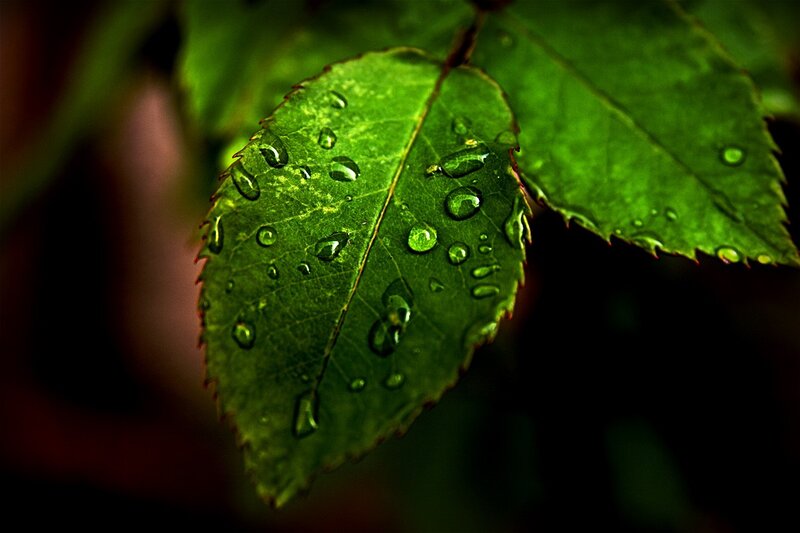 green leaf with water droplets