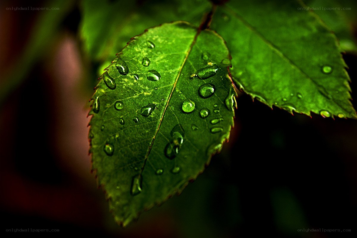 green leaf with water droplets