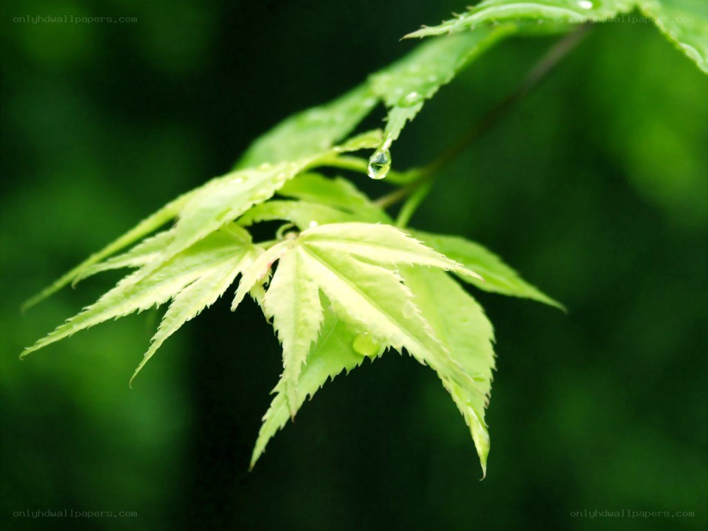 Green leaf with water droplets