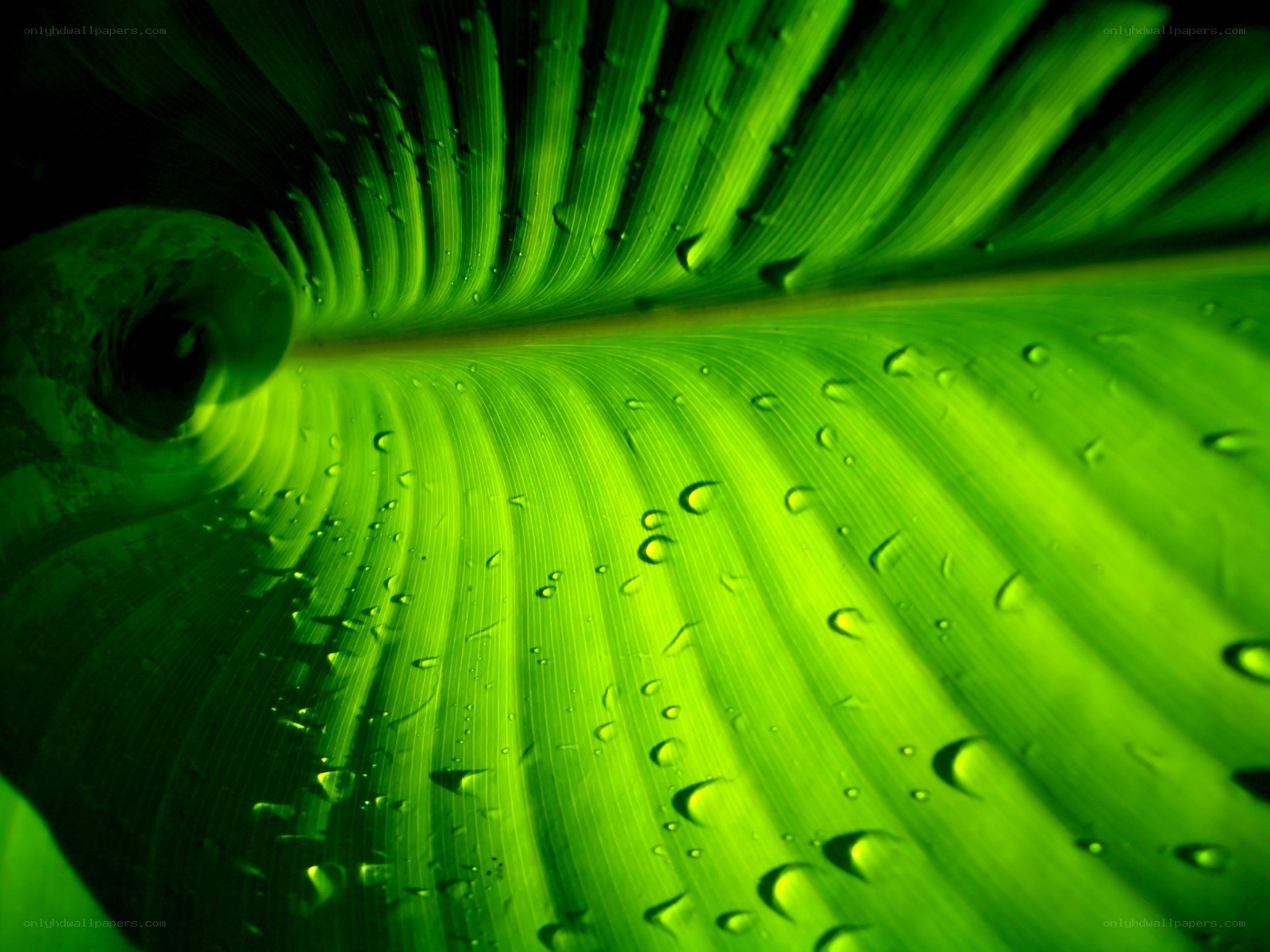 green leaf with water droplets