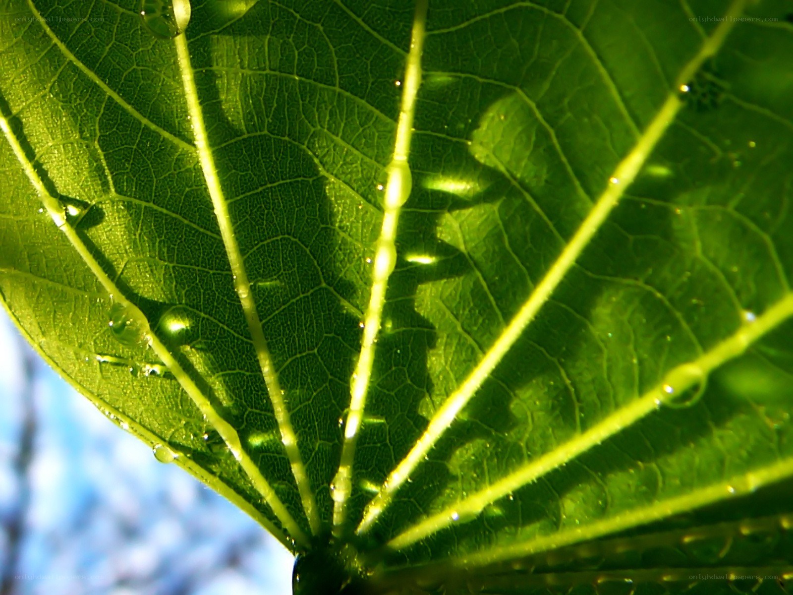 Green leaf with water droplets