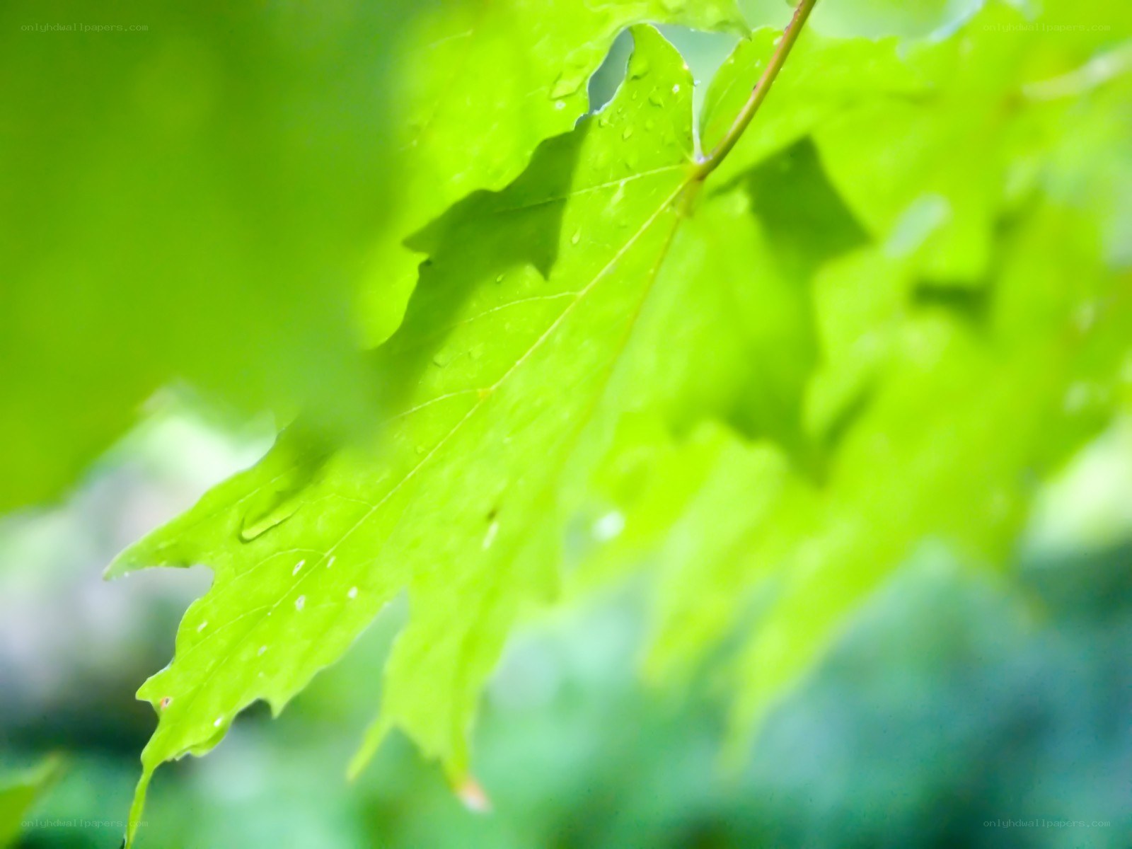 green leaf with water droplets