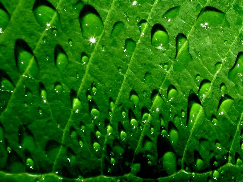 green leaf with water droplets