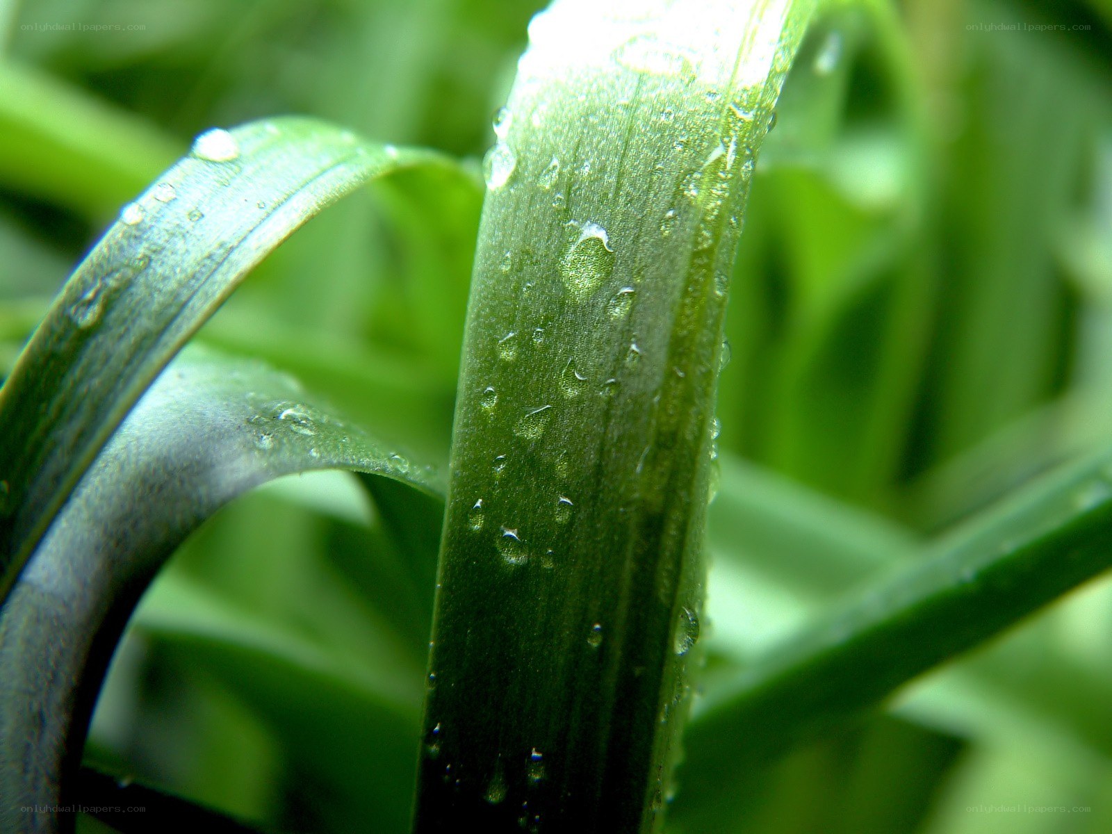 Green leaf with water droplets