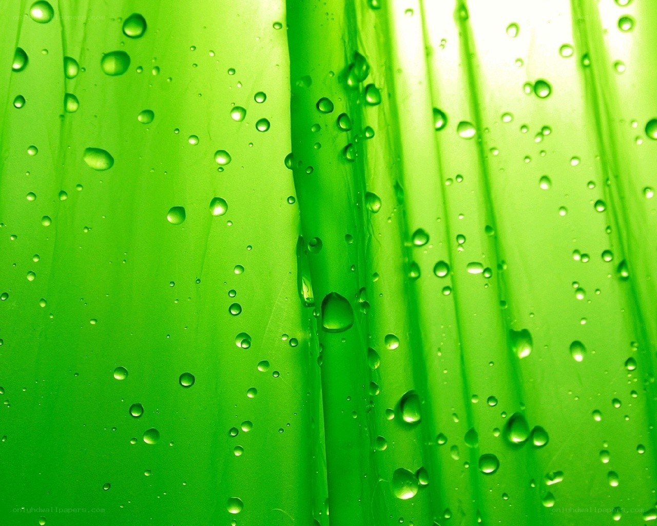 Green leaf with water droplets