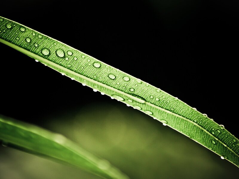 Green leaf with water droplets