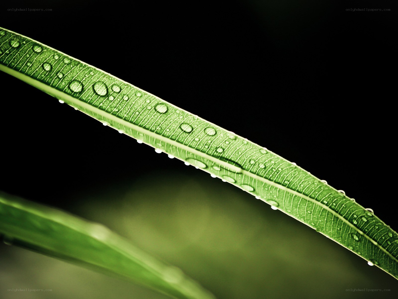 Green leaf with water droplets