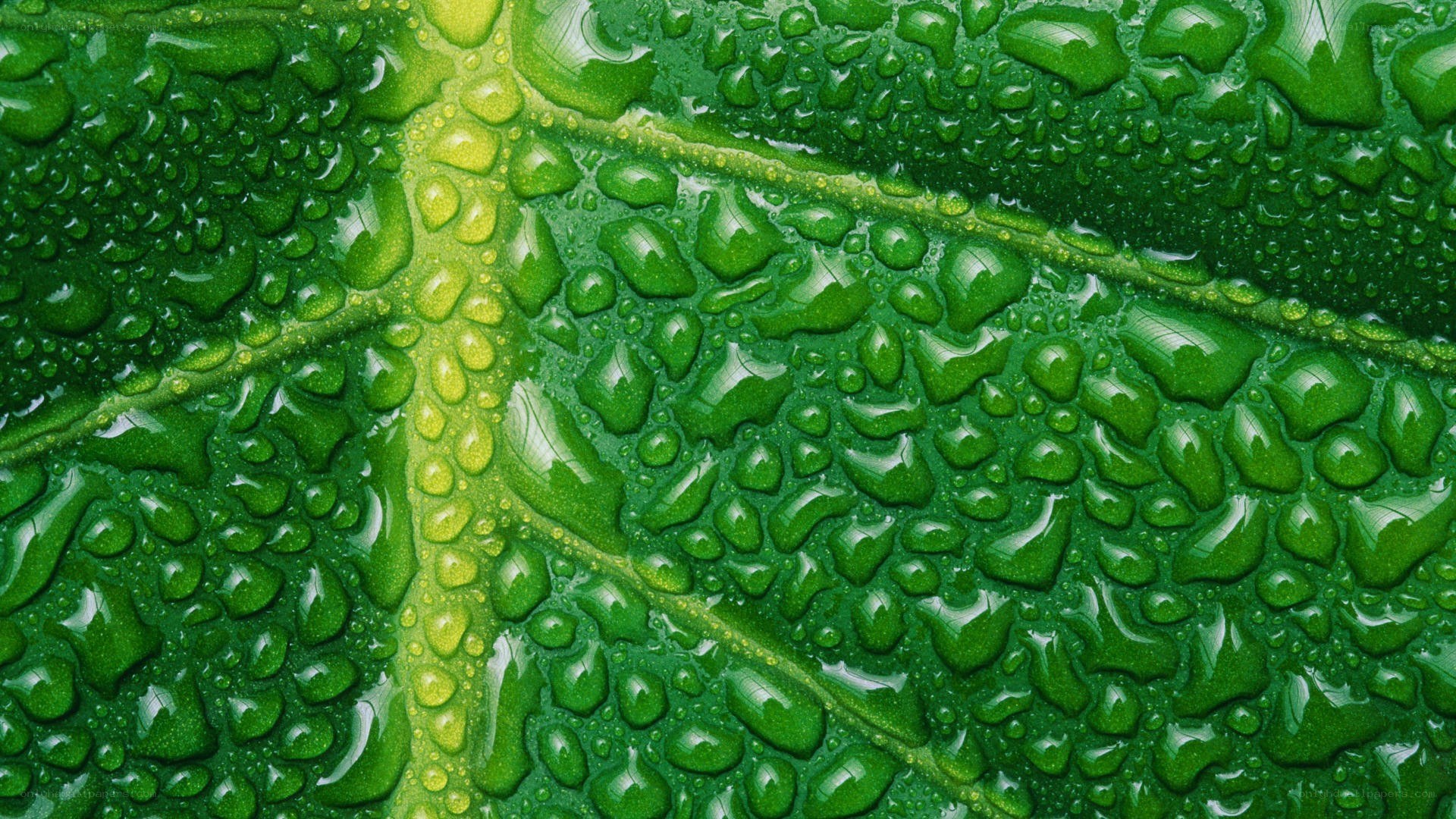 Green leaf with water droplets