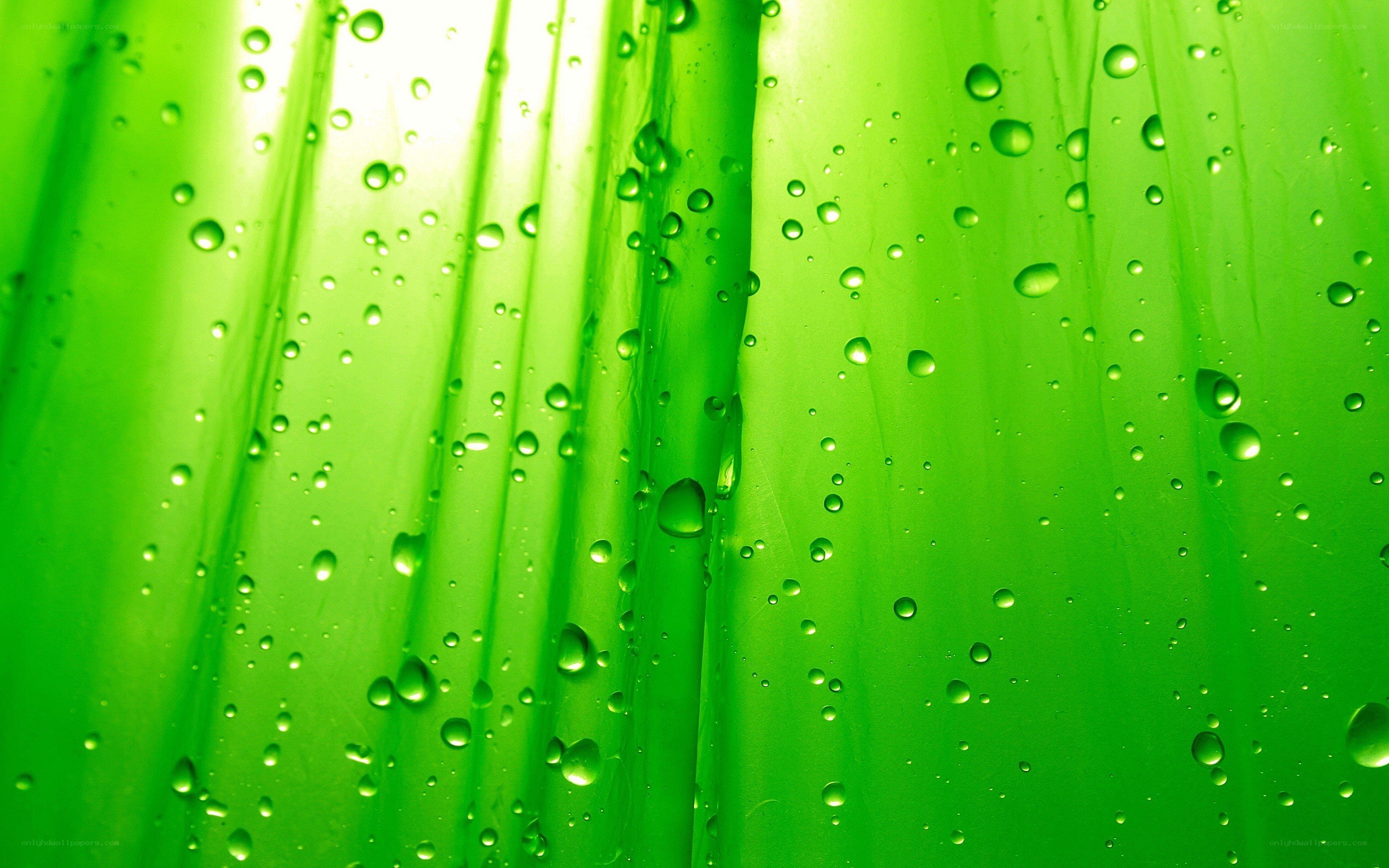 green leaf with water droplets