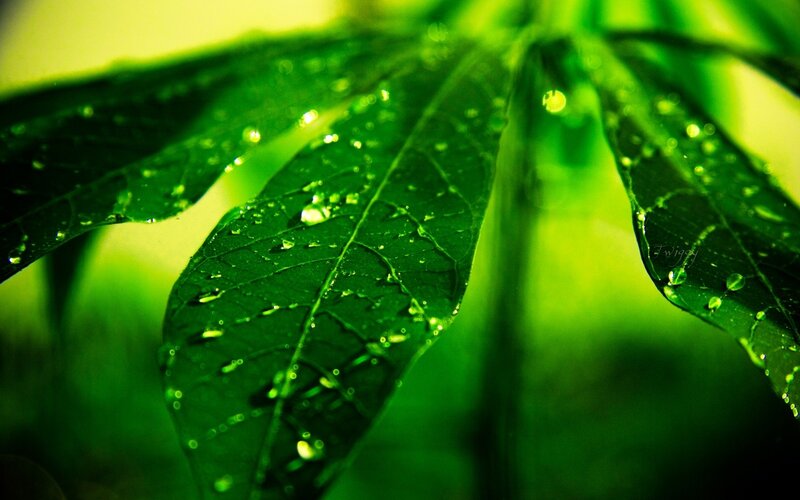 Green leaf with water droplets