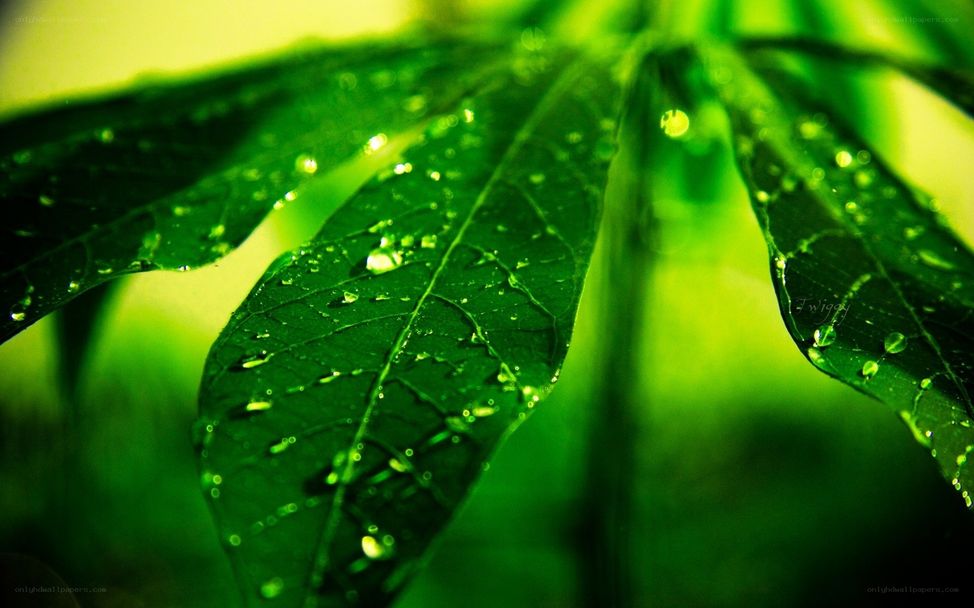 Green leaf with water droplets