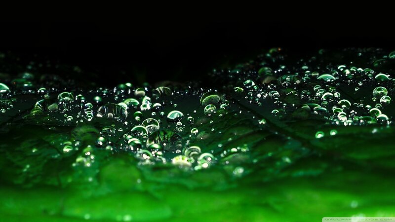 green leaf with water droplets