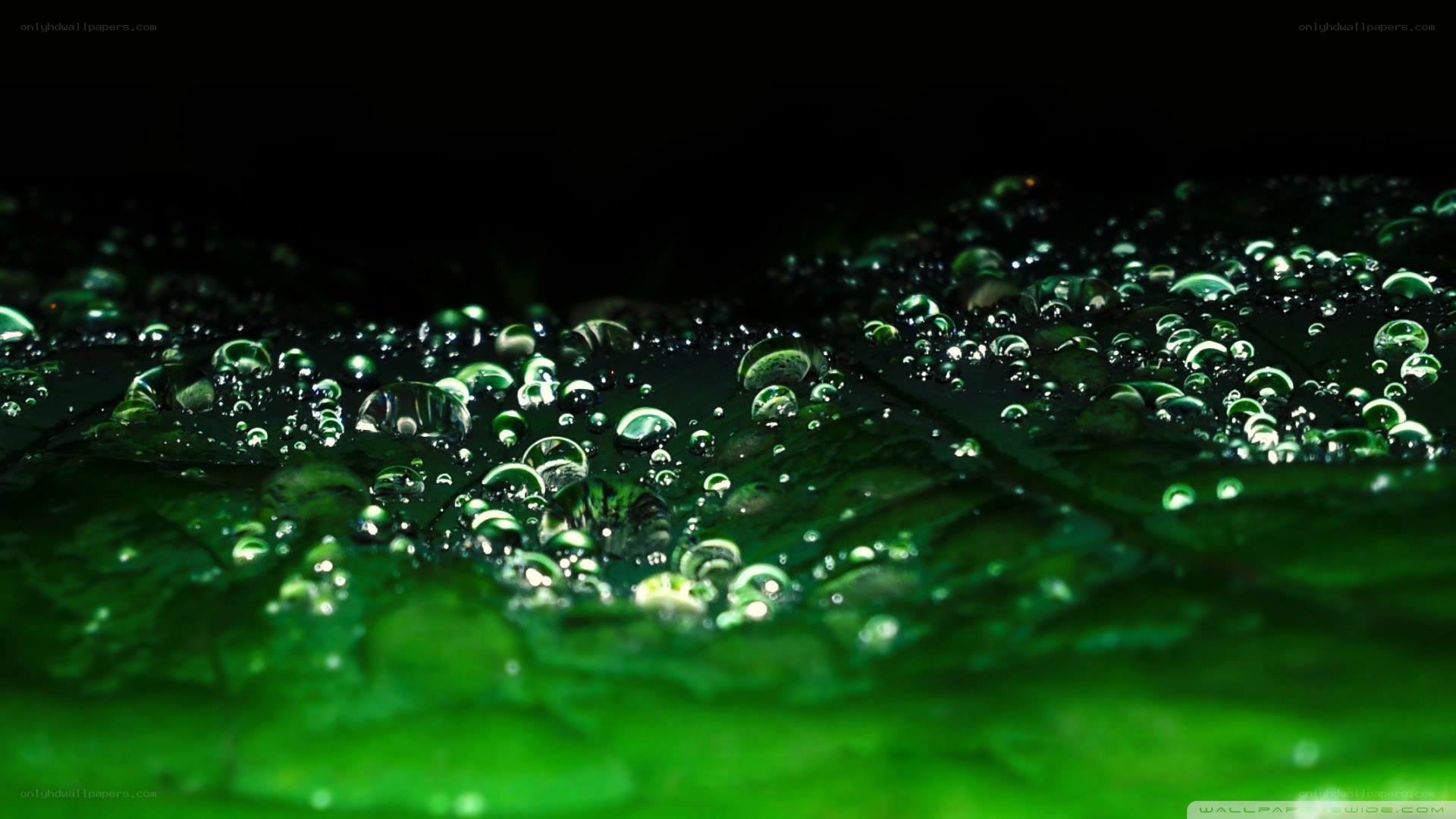 green leaf with water droplets