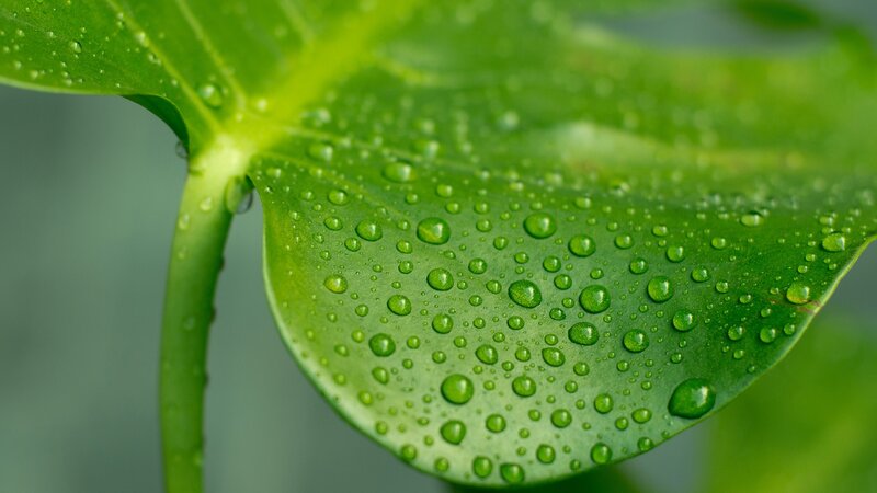 green leaf with water droplets