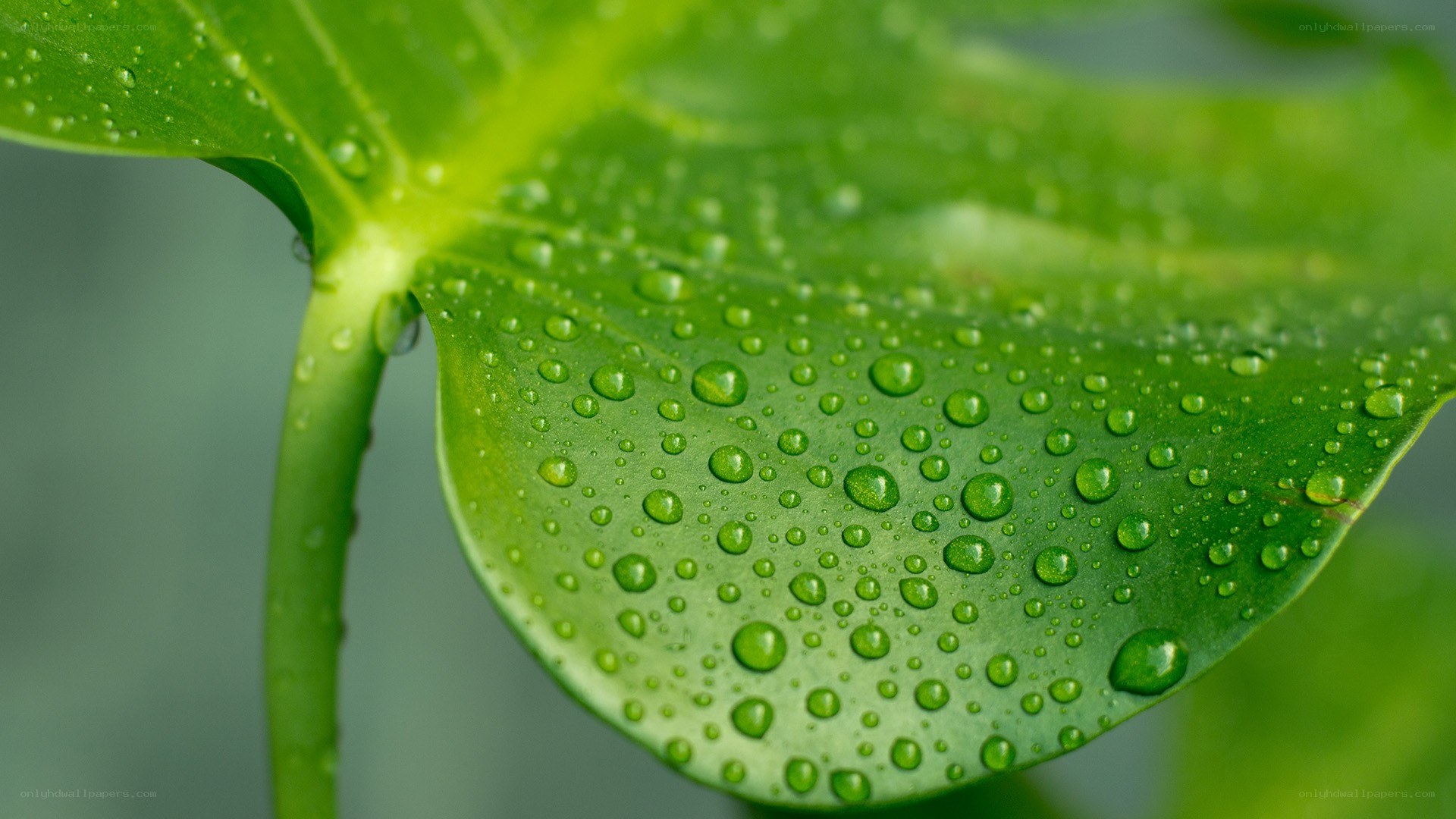 green leaf with water droplets